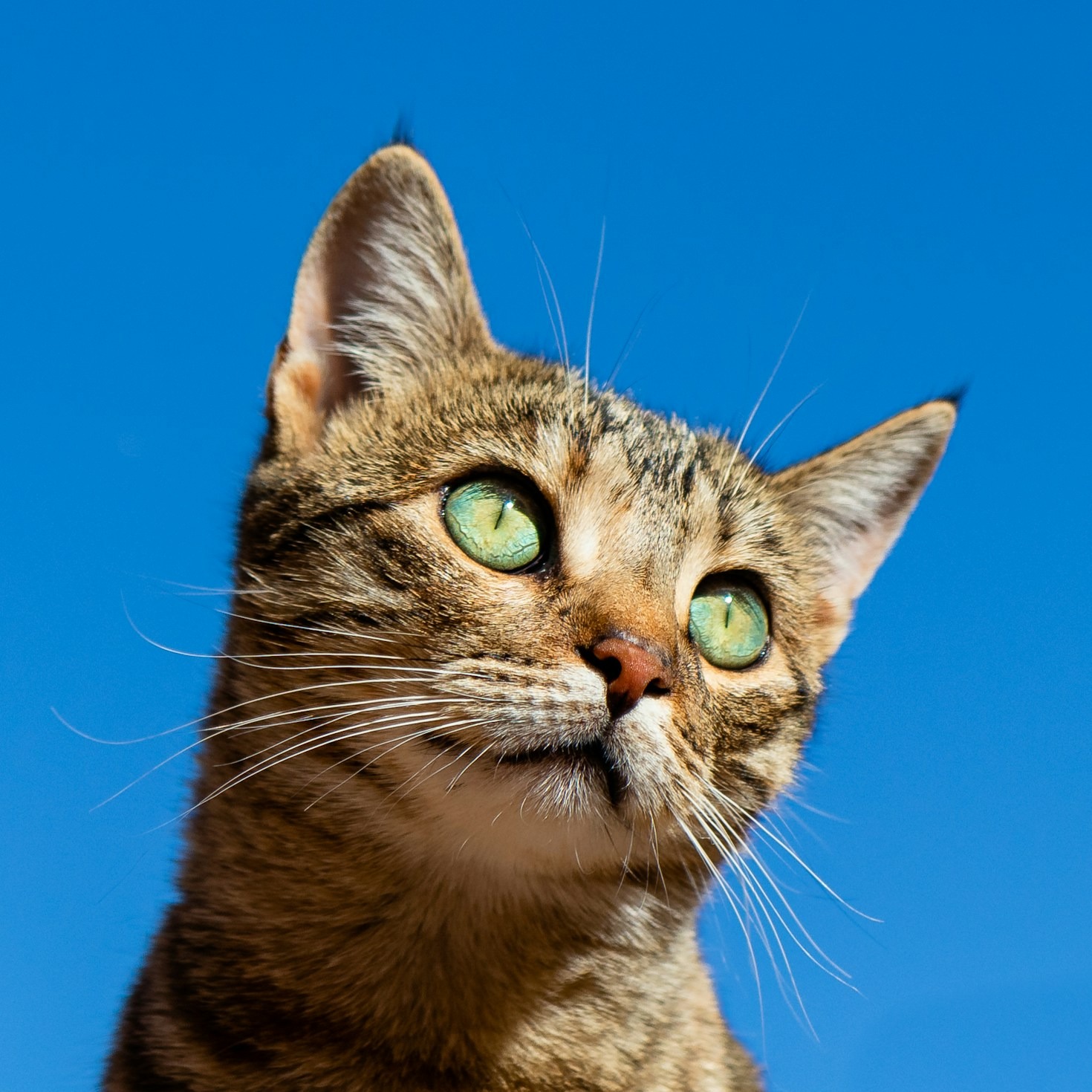 Essential Nutrition Tips For Healthy Pets