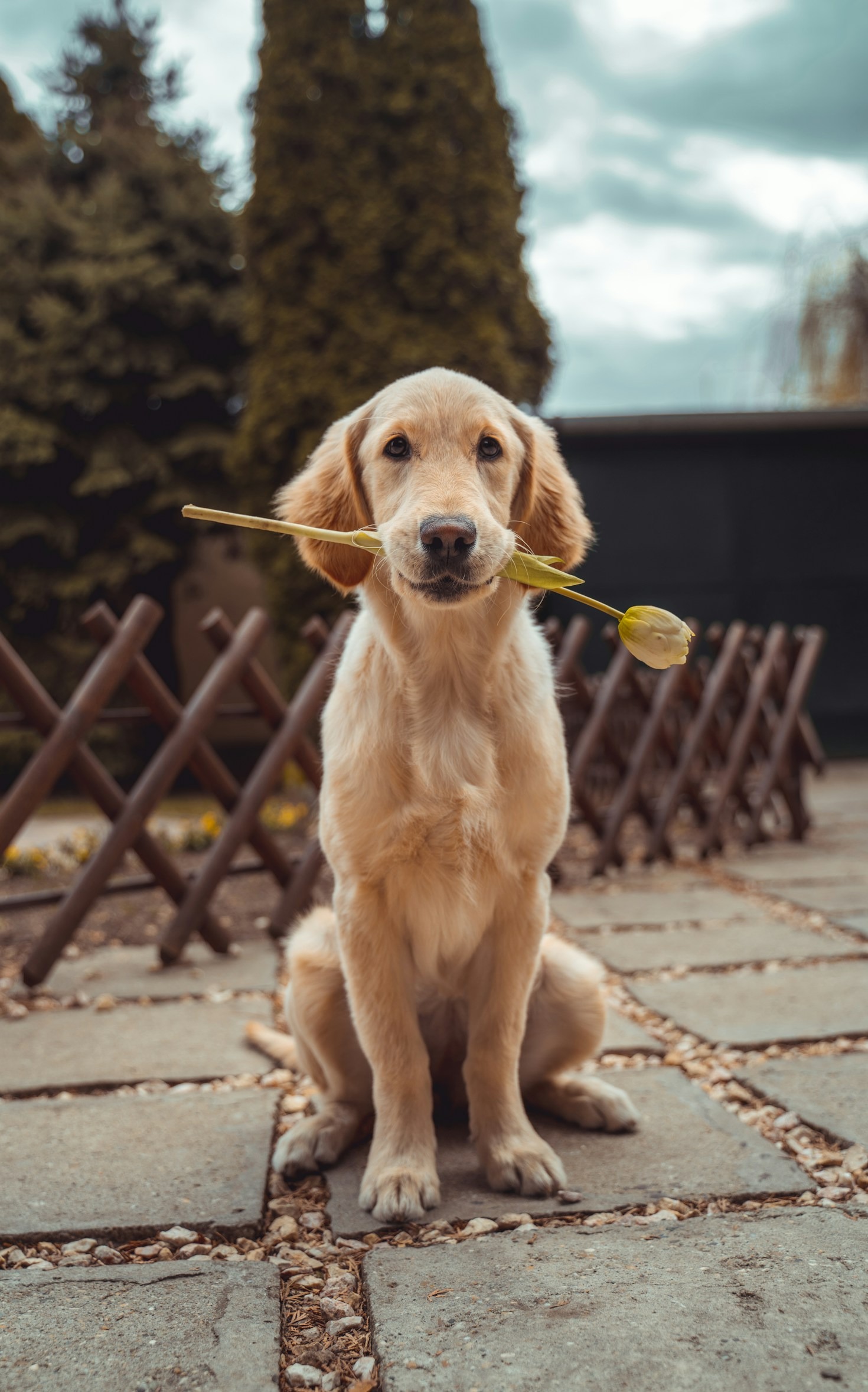 Creating A Safe Sanctuary For Animals