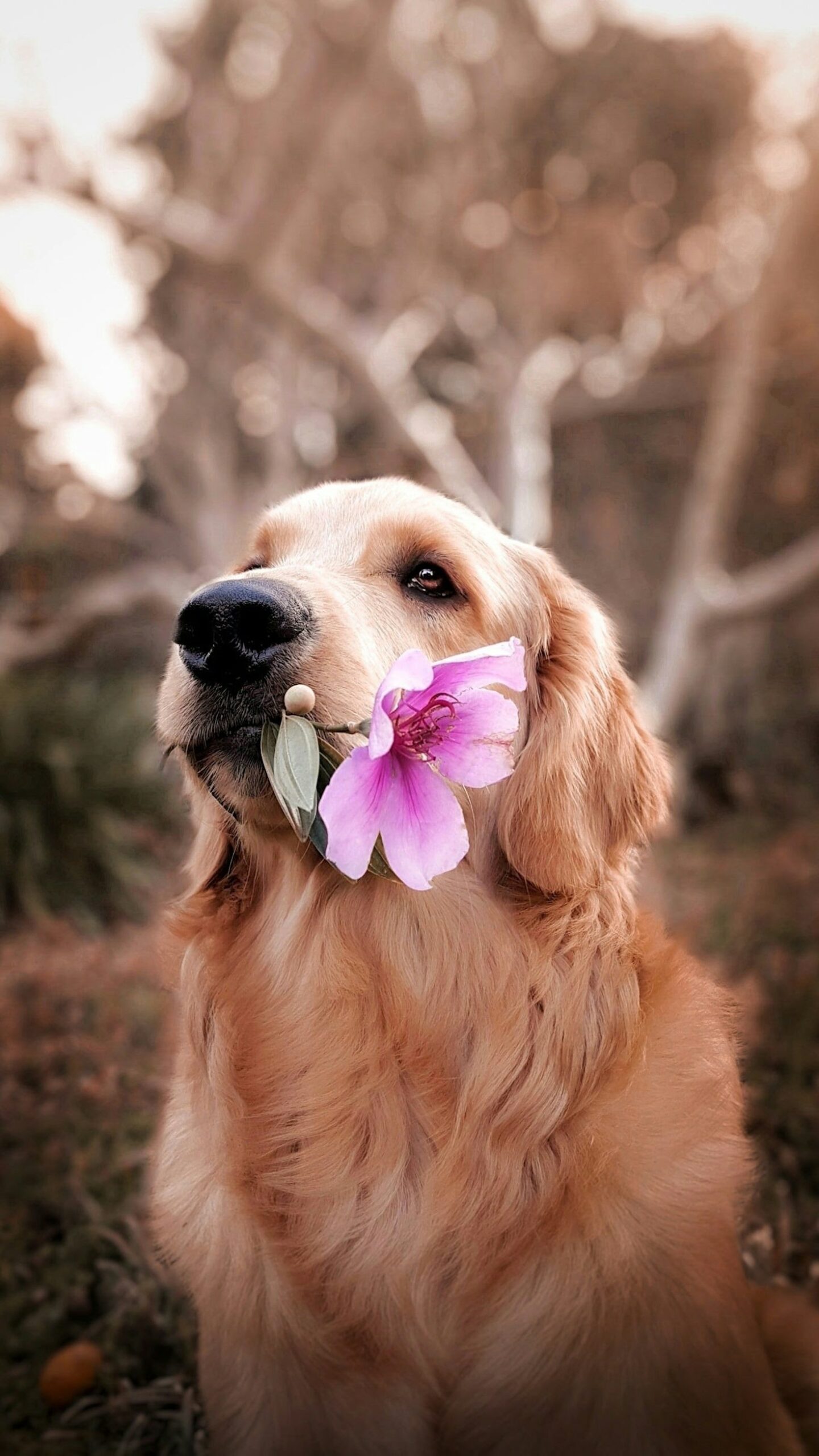 Recognizing The Signs Of Pet Stress