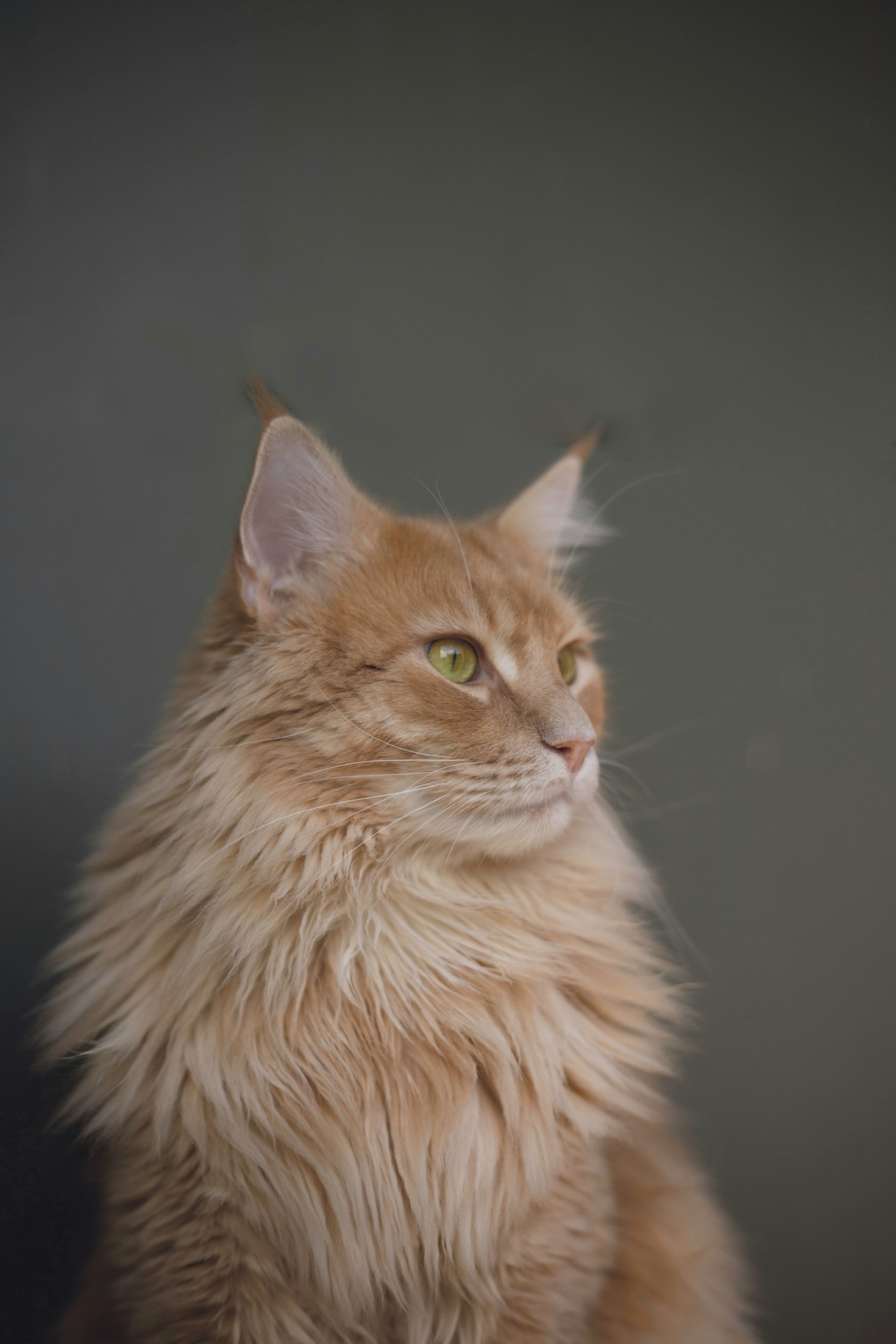 How To Build Stronger Animal Bonds